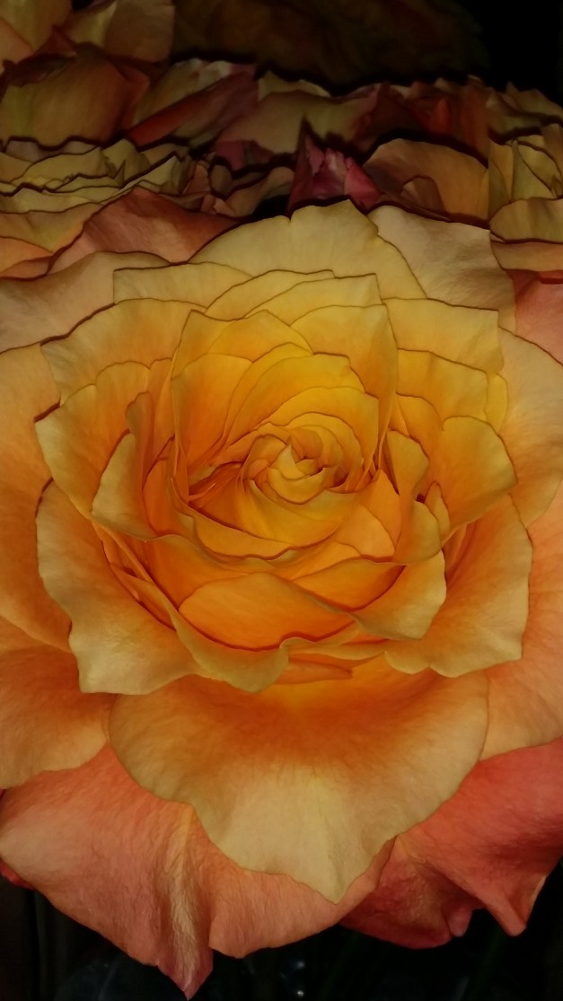 Flame Orange Rose