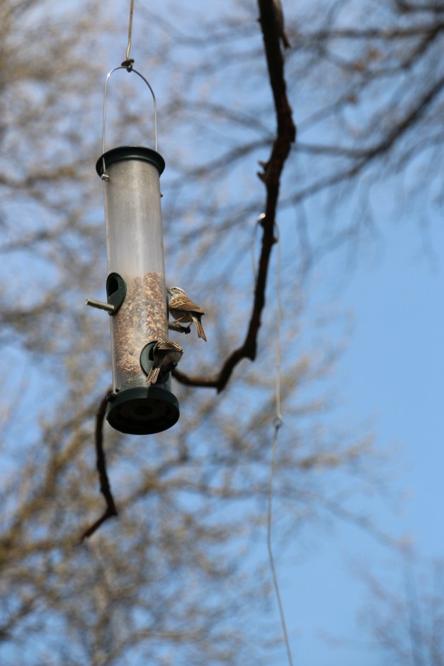 Bird in feeder