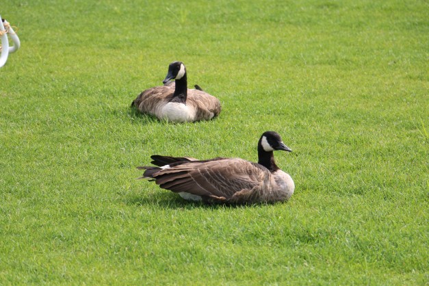 Geese Laying Down