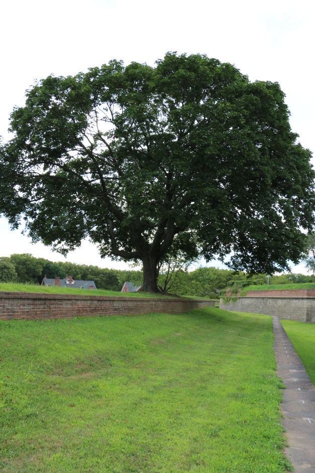 Tree in Near Distance