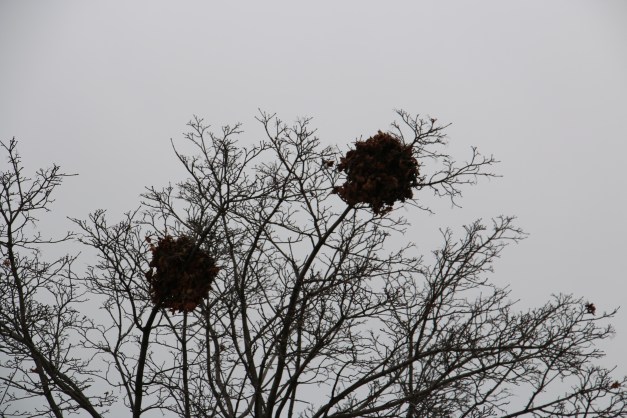 Two nests