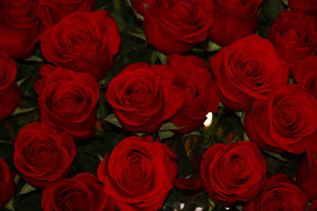 Roses for Mother Manuela