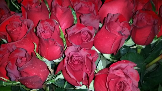Red Roses