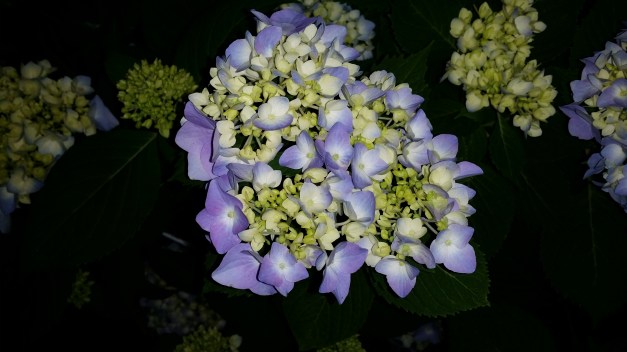 Mother's Blue Green Hydrangea