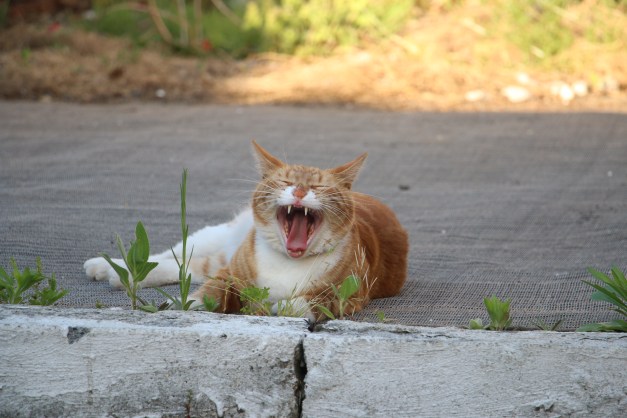The Queen Roars or perhaps... yawns.  