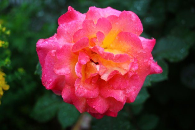 Mardi Gras Rose 1