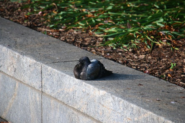 Pigeon Laying 2