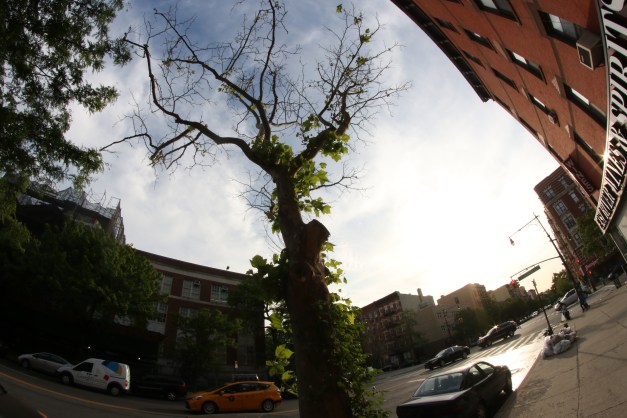 Signs Of Spring Fish Eye