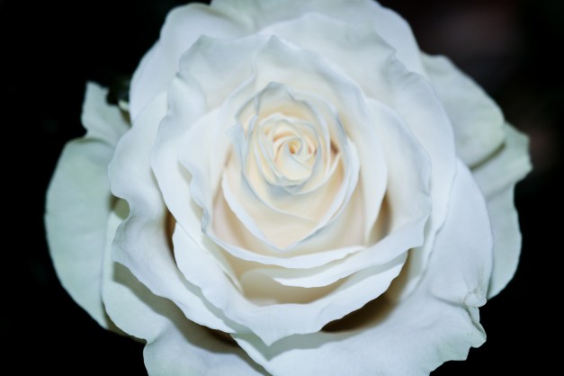 Grand White Rose III