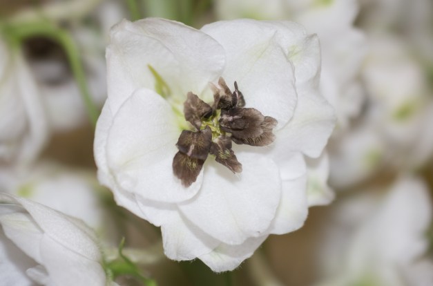 Center Of A White Delphinium